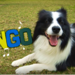 Screen Shot 2016-08-12 at 11.00.14 AM